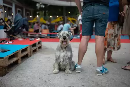 Zadar kao primjer dobre prakse u Living streets priručniku za gradove